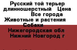 Русский той-терьер длинношерстный › Цена ­ 7 000 - Все города Животные и растения » Собаки   . Нижегородская обл.,Нижний Новгород г.